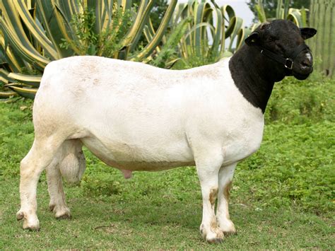 La <b>Dorper</b> tiene una piel gruesa, que es muy apreciada y protege a las ovejas bajo duras condiciones climáticas. . Borregos dorper